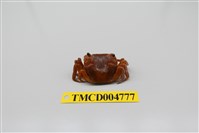 藏品(絨毛近方蟹)的圖片
